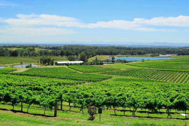 Green grass field in Hunter Valley, Sydney.