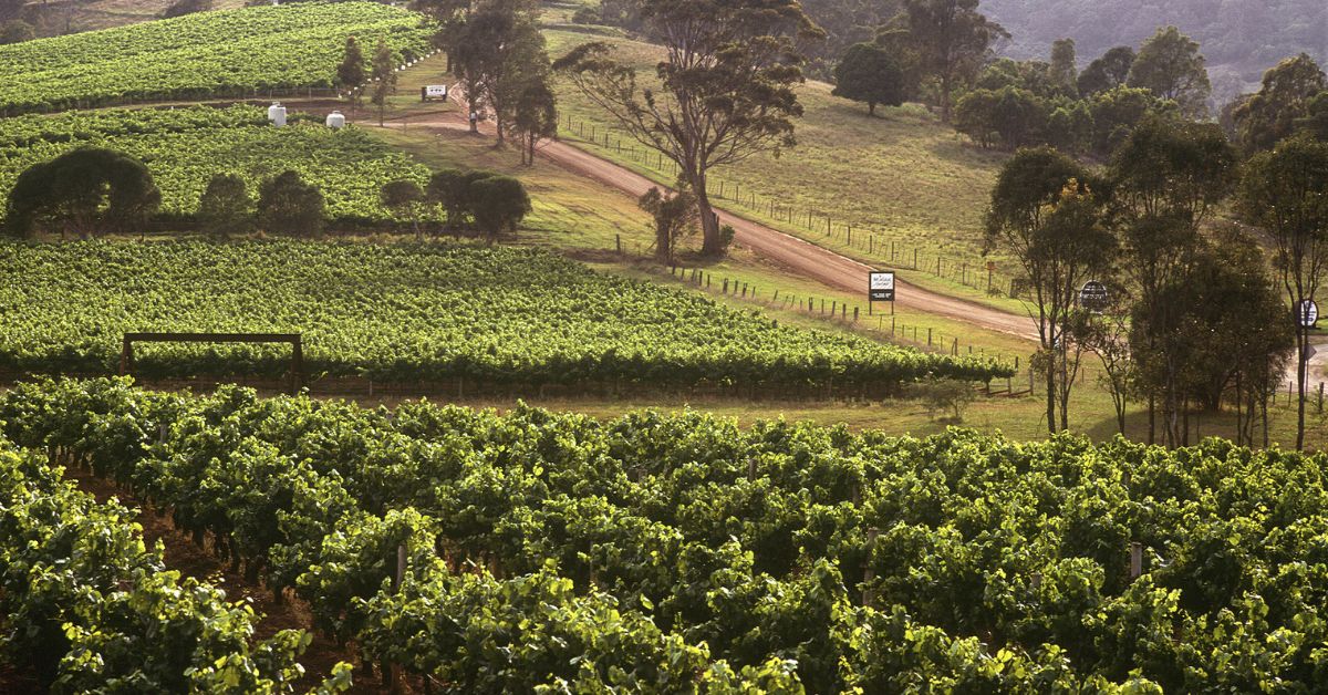 Famouse vineyards in Hunter Valley Australia.