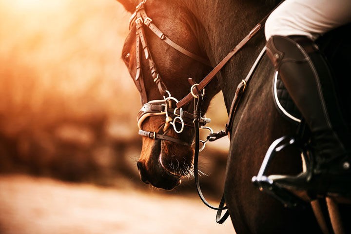 Horse with jockey on back with beautiful sunlight